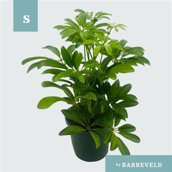 <h4>Schefflera Arboricola Luseana</h4>