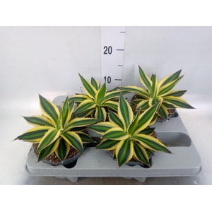 Agave lophantha 'Quadricolor'