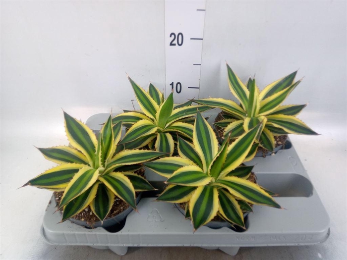 <h4>Agave lophantha 'Quadricolor'</h4>