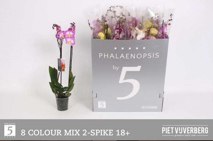 <h4>PHAL GEM 8 KL</h4>
