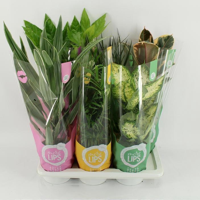 <h4>KAMERPL GEM OV</h4>