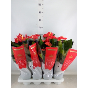 Anthurium andr. 'Madural'