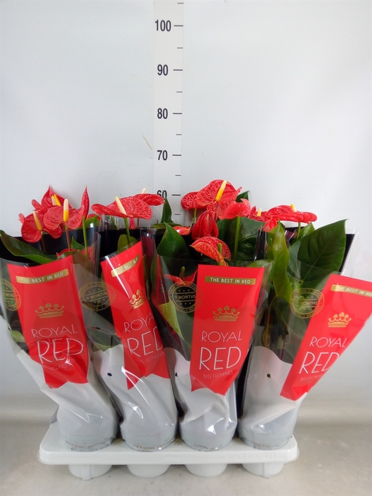 <h4>Anthurium andr. 'Madural'</h4>