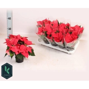 EUPHOR PULCHERRIM OV