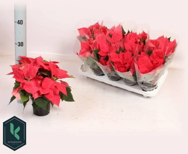 <h4>EUPHOR PULCHERRIM OV</h4>