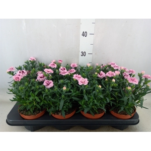 Dianthus  'Oscar Purple Star'