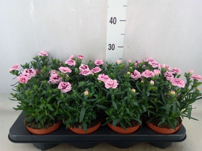 <h4>Dianthus  'Oscar Purple Star'</h4>