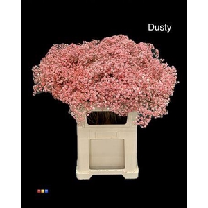 Gyps Xlence Dusty Red