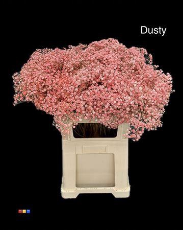 <h4>Gyps Xlence Dusty Red</h4>