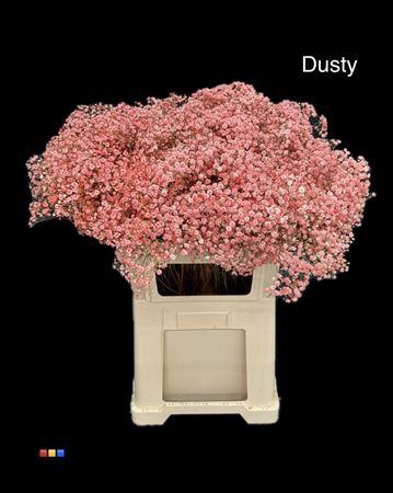 <h4>Gyps Xlence Dusty Red</h4>