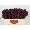 Leucadendron Saf Sunset Dark R.