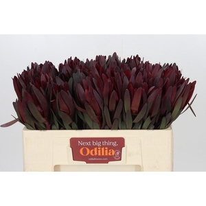 LEUCADENDRON SAF SUNSET DARK R.