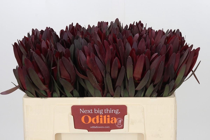 <h4>LEUCADENDRON SAF SUNSET DARK R.</h4>