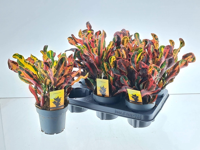 <h4>COD GR MAMMI</h4>