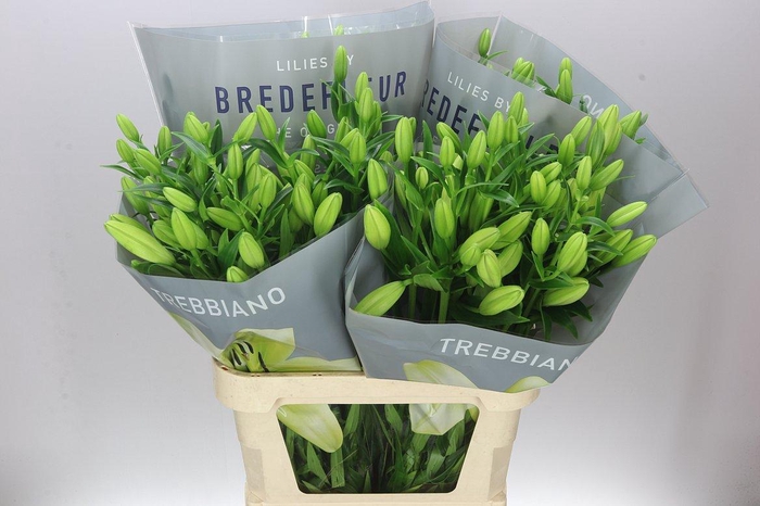 <h4>Lil La Trebbiano</h4>