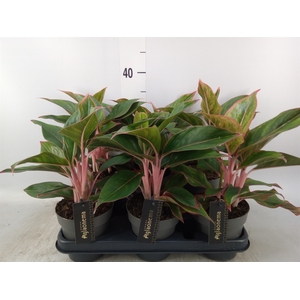 Aglaonema  'Jungle Red'