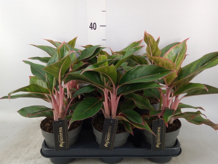 <h4>Aglaonema  'Jungle Red'</h4>