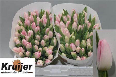 <h4>Tu En Dynasty</h4>