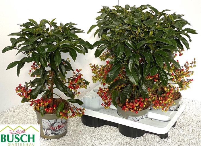 <h4>ARDIS CRENATA</h4>