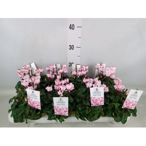 Cyclamen KL 'Metis Victoria Outsta'