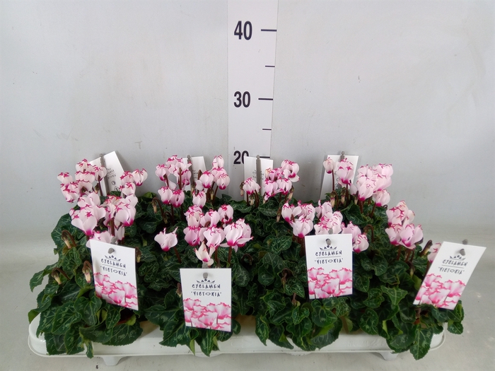 <h4>Cyclamen KL 'Metis Victoria Outsta'</h4>