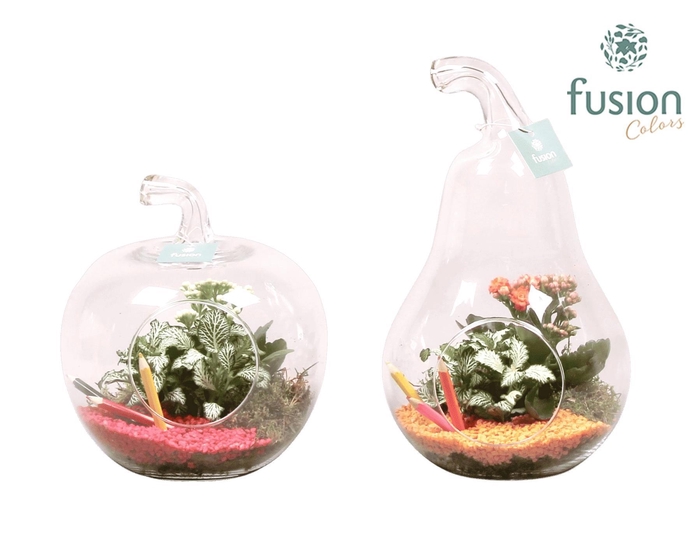 <h4>Peer en Appel glas met kamerplanten back to school</h4>