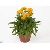 Coreopsis grand. Illico