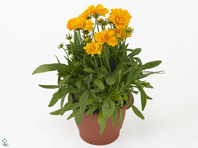 Coreopsis grand. Illico