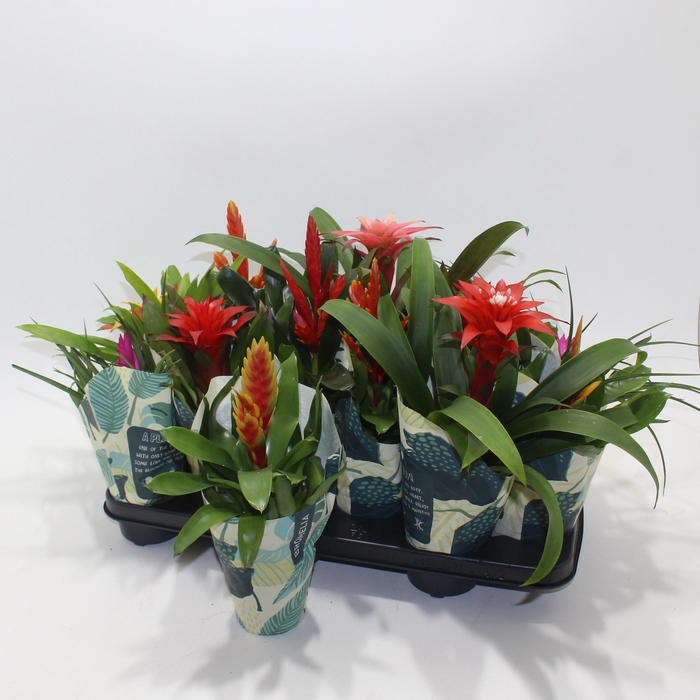 <h4>BROMELIA GEM</h4>