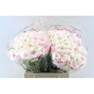 Ran Kloon Prima Hanoi