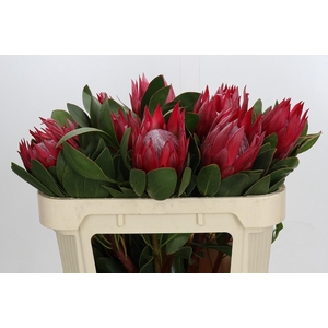 Protea Cynaroides Madiba