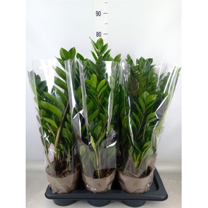 Zamioculcas zamiifolia