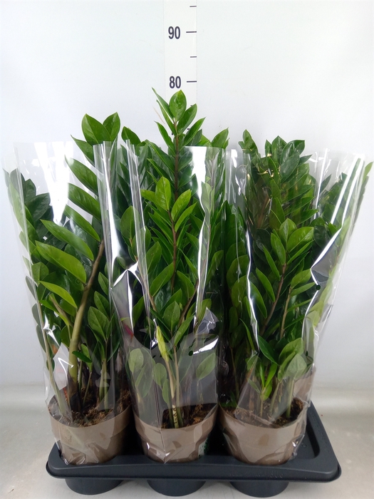 <h4>Zamioculcas zamiifolia</h4>