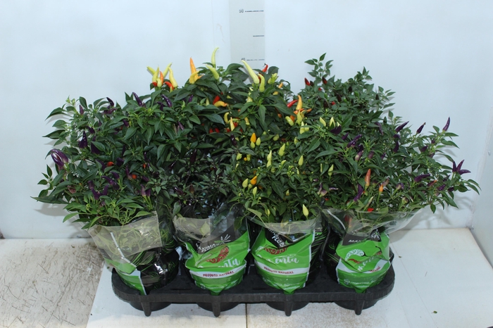 <h4>PIMENTA P14</h4>