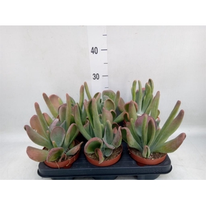 Kalanchoe NF thyrsiflora 'Red Lips'