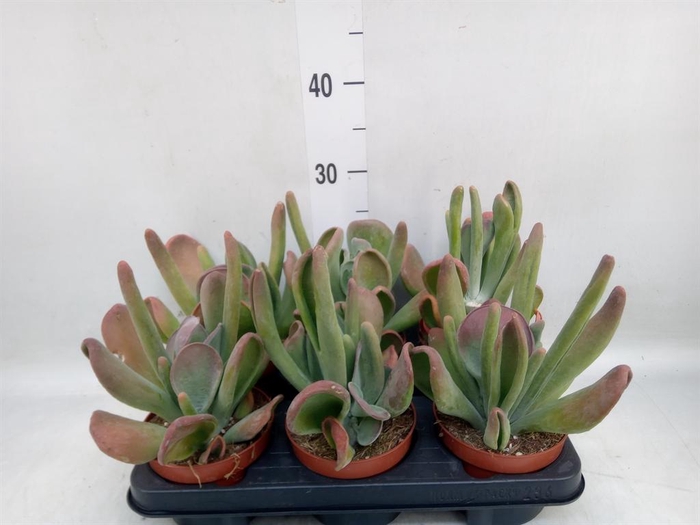 <h4>Kalanchoe NF thyrsiflora 'Red Lips'</h4>