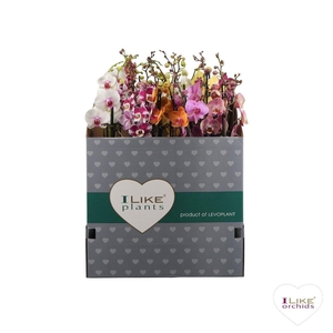 Phal 3 Tak Mix 70 Cm Italie