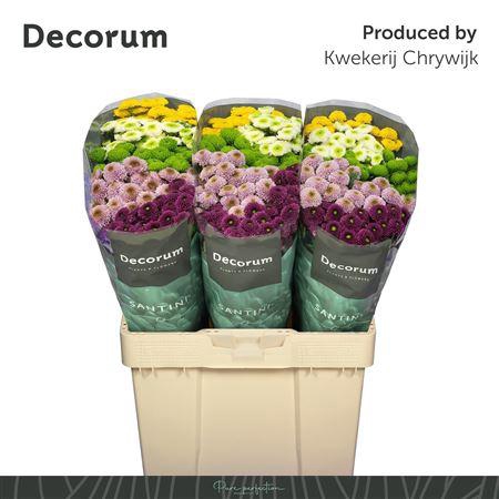 <h4>Chr S Pompon Mixed 1200gr</h4>