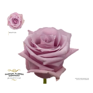 Rosa Garden Nautica