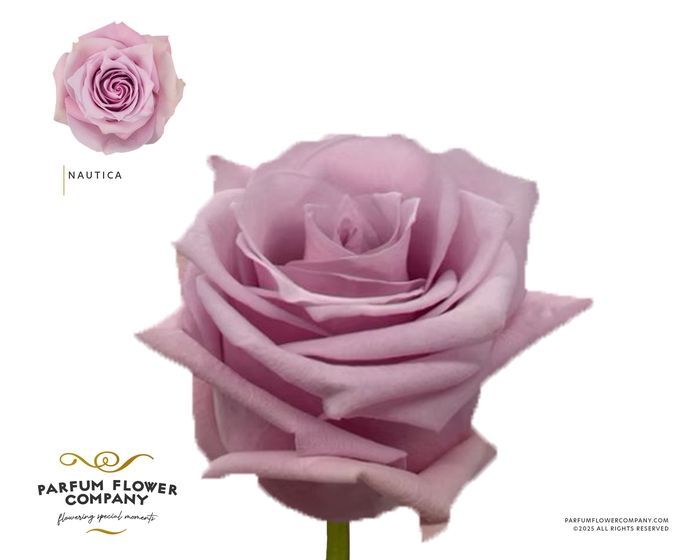 <h4>Rosa Garden Nautica</h4>