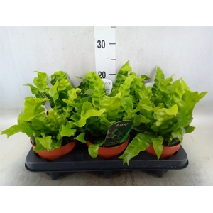 Asplenium nidus 'Crispy Wave'