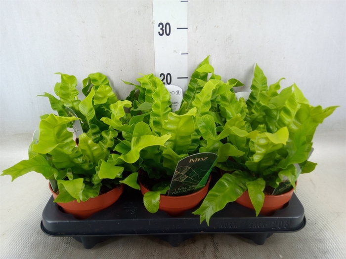 <h4>Asplenium nidus 'Crispy Wave'</h4>