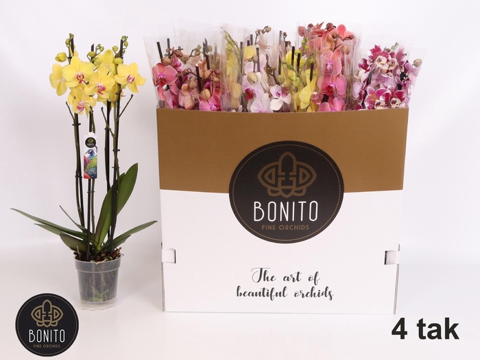 <h4>Phal Gem 7 Kl</h4>