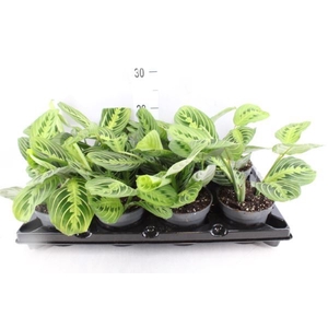 Maranta leuc.   ...