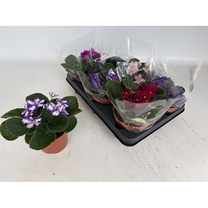 <h4>SAINTP GEM 6 KL</h4>