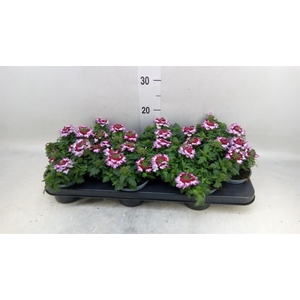 Verbena  'Lanai Twister Blue'