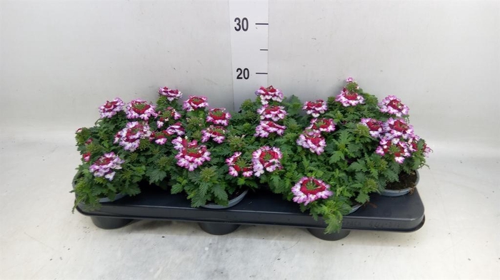 <h4>Verbena  'Lanai Twister Blue'</h4>