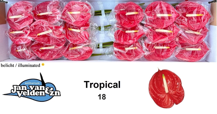 <h4>Anthurium Tropical</h4>