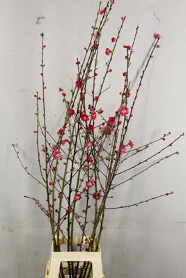 <h4>Prunus Melred</h4>