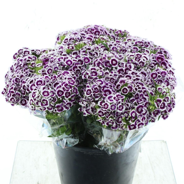 <h4>Di Barb Purple White</h4>